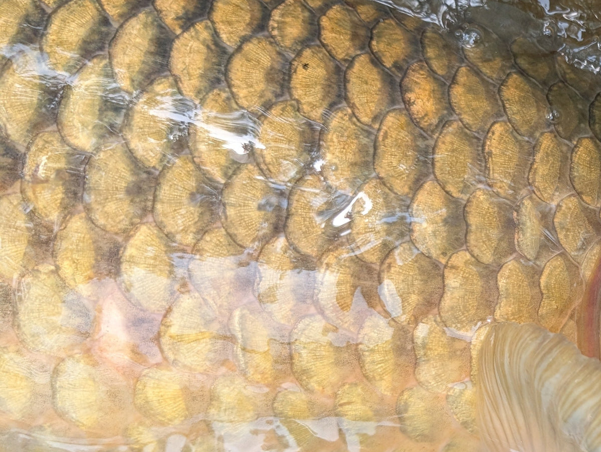 Warmwater Anglers