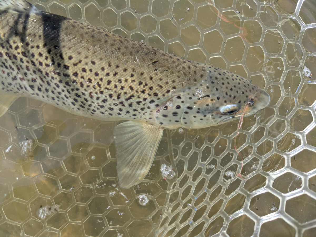 Warmwater Anglers