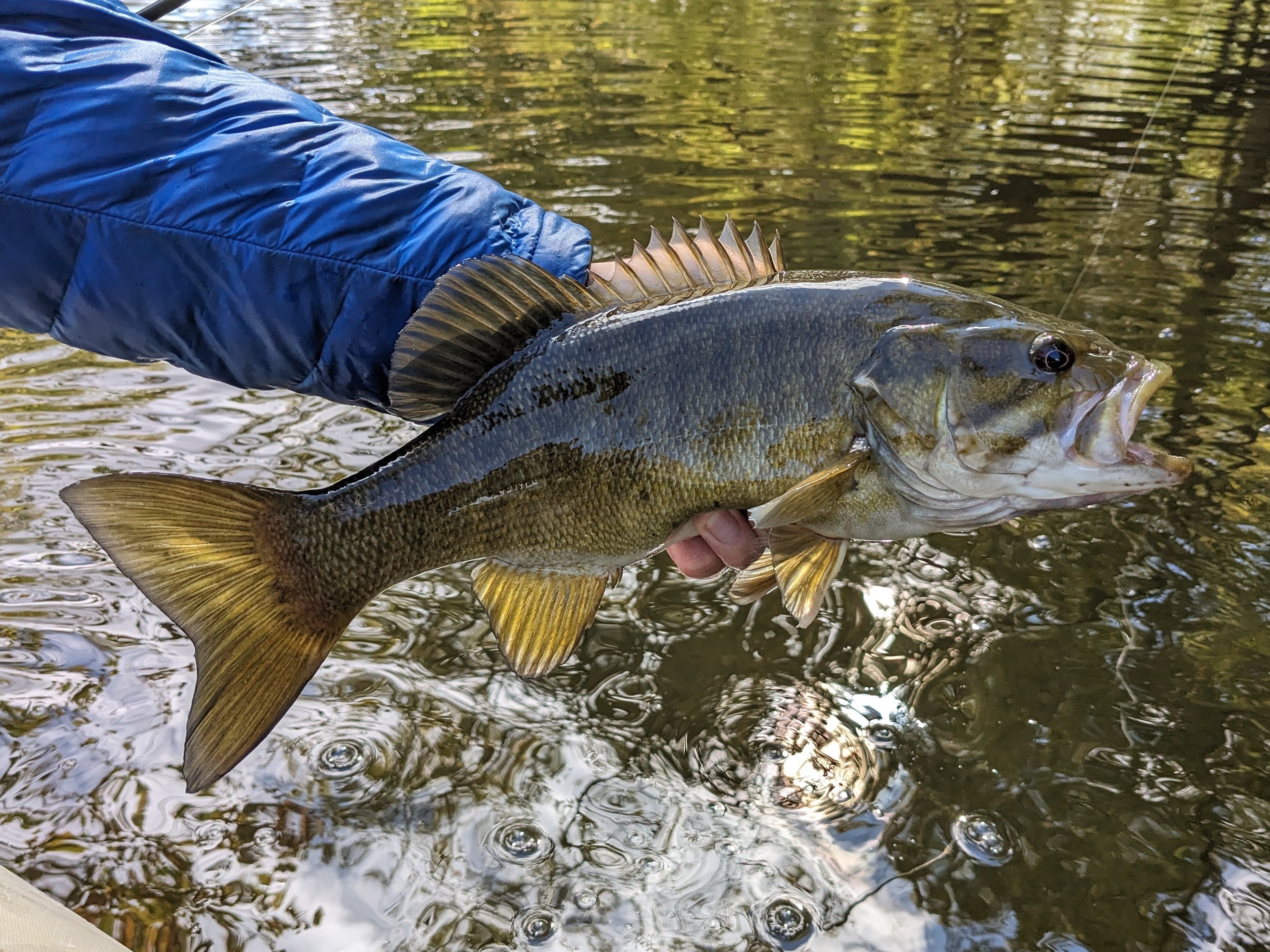 Warmwater Anglers