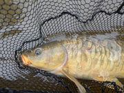 Introduction to Carp on the Fly: Tying and Fishing Class