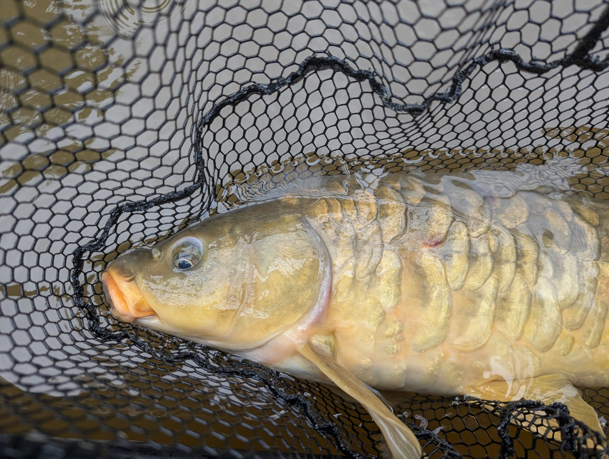 Introduction to Carp on the Fly: Tying and Fishing Class
