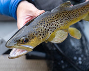 Brown Trout Mad River Float Trips