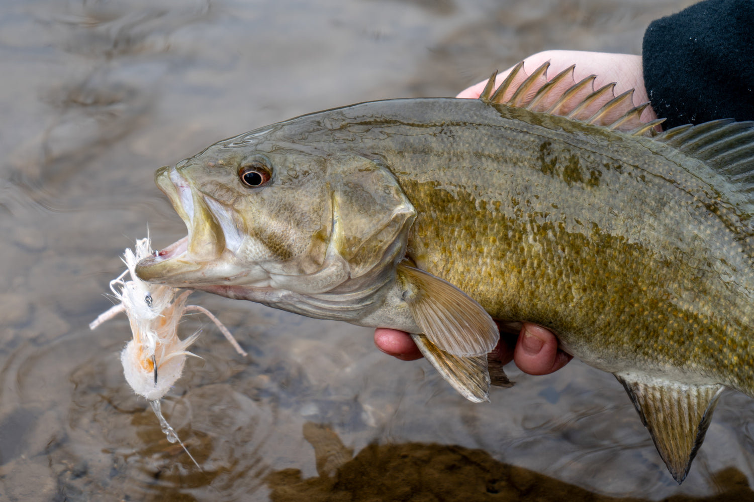 Warmwater Anglers