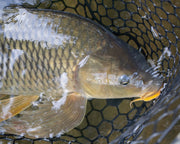 Carp Guide Trip