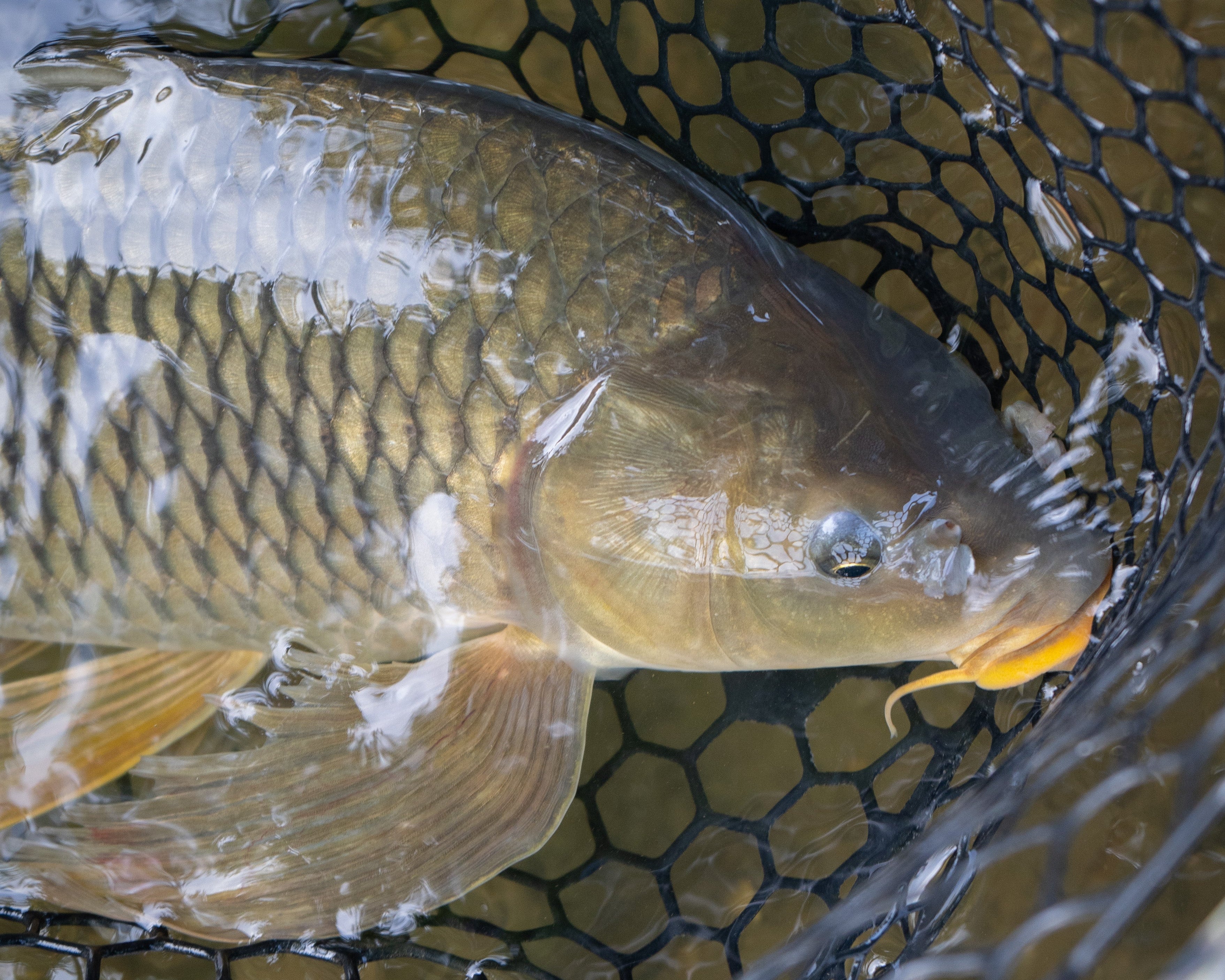 Carp Guide Trip